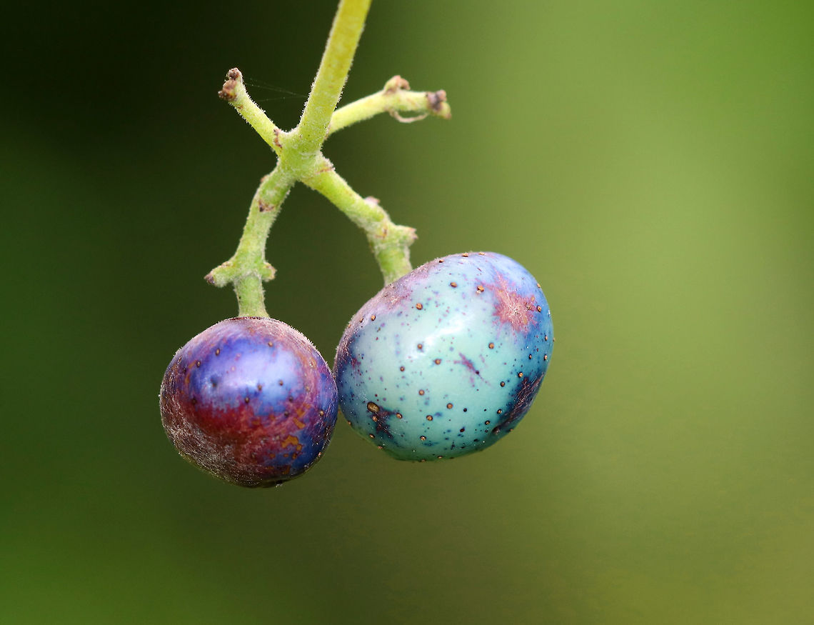 Porcelain Berry - Ampelopsis glandulosa var. brevipedunculata Highly invasive in the eastern United States. The berries are stunning colors due to an anthocyanidins-flavonols copigmentation phenomenon.<br />
<br />
Habitat: Meadow edge<br />
<figure class="photo"><a href="https://www.jungledragon.com/image/83907/porcelain_berry_-_ampelopsis_glandulosa_var._brevipedunculata.html" title="Porcelain Berry  - Ampelopsis glandulosa var. brevipedunculata"><img src="https://s3.amazonaws.com/media.jungledragon.com/images/3232/83907_thumb.jpg?AWSAccessKeyId=05GMT0V3GWVNE7GGM1R2&Expires=1763596810&Signature=sFKYZsawfO1eTN9ujmHQ4hLeYkc%3D" width="200" height="160" alt="Porcelain Berry  - Ampelopsis glandulosa var. brevipedunculata Highly invasive in the eastern United States. The berries are stunning colors due to an anthocyanidins-flavonols copigmentation phenomenon.<br />
<br />
Habitat: Meadow edge<br />
https://www.jungledragon.com/image/83910/porcelain_berry_-_ampelopsis_glandulosa_var._brevipedunculata.html<br />
https://www.jungledragon.com/image/83909/porcelain_berry_-_ampelopsis_glandulosa_var._brevipedunculata.html<br />
https://www.jungledragon.com/image/83908/porcelain_berry_-_ampelopsis_glandulosa_var._brevipedunculata.html Ampelopsis,Ampelopsis glandulosa,Ampelopsis glandulosa var. brevipedunculata,Amur peppervine,Geotagged,Summer,United States,creeper,porcelain berry,wild grape" /></a></figure><br />
<figure class="photo"><a href="https://www.jungledragon.com/image/83910/porcelain_berry_-_ampelopsis_glandulosa_var._brevipedunculata.html" title="Porcelain Berry - Ampelopsis glandulosa var. brevipedunculata"><img src="https://s3.amazonaws.com/media.jungledragon.com/images/3232/83910_thumb.jpg?AWSAccessKeyId=05GMT0V3GWVNE7GGM1R2&Expires=1763596810&Signature=wuzHIdL2JOwFDucp7TL4dBUVtu8%3D" width="200" height="156" alt="Porcelain Berry - Ampelopsis glandulosa var. brevipedunculata Highly invasive in the eastern United States. The berries are stunning colors due to an anthocyanidins-flavonols copigmentation phenomenon.<br />
<br />
Habitat: Meadow edge<br />
https://www.jungledragon.com/image/83907/porcelain_berry_-_ampelopsis_glandulosa_var._brevipedunculata.html<br />
https://www.jungledragon.com/image/83909/porcelain_berry_-_ampelopsis_glandulosa_var._brevipedunculata.html<br />
https://www.jungledragon.com/image/83908/porcelain_berry_-_ampelopsis_glandulosa_var._brevipedunculata.html Ampelopsis glandulosa,Geotagged,Porcelain Berry,Summer,United States" /></a></figure><br />
<figure class="photo"><a href="https://www.jungledragon.com/image/83909/porcelain_berry_-_ampelopsis_glandulosa_var._brevipedunculata.html" title="Porcelain Berry - Ampelopsis glandulosa var. brevipedunculata"><img src="https://s3.amazonaws.com/media.jungledragon.com/images/3232/83909_thumb.jpg?AWSAccessKeyId=05GMT0V3GWVNE7GGM1R2&Expires=1763596810&Signature=rpRL1OwM%2Bx%2BUoj3fNhrBb8TLxY8%3D" width="200" height="162" alt="Porcelain Berry - Ampelopsis glandulosa var. brevipedunculata Highly invasive in the eastern United States. The berries are stunning colors due to an anthocyanidins-flavonols copigmentation phenomenon.<br />
<br />
Habitat: Meadow edge<br />
https://www.jungledragon.com/image/83907/porcelain_berry_-_ampelopsis_glandulosa_var._brevipedunculata.html<br />
https://www.jungledragon.com/image/83910/porcelain_berry_-_ampelopsis_glandulosa_var._brevipedunculata.html<br />
https://www.jungledragon.com/image/83908/porcelain_berry_-_ampelopsis_glandulosa_var._brevipedunculata.html Ampelopsis glandulosa,Geotagged,Porcelain Berry,Summer,United States" /></a></figure> Ampelopsis glandulosa,Geotagged,Porcelain Berry,Summer,United States