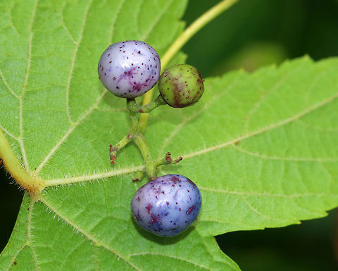Porcelain Berry - Ampelopsis glandulosa var. brevipedunculata Highly invasive in the eastern United States. The berries are stunning colors due to an anthocyanidins-flavonols copigmentation phenomenon.

Habitat: Meadow edge
https://www.jungledragon.com/image/83907/porcelain_berry_-_ampelopsis_glandulosa_var._brevipedunculata.html
https://www.jungledragon.com/image/83910/porcelain_berry_-_ampelopsis_glandulosa_var._brevipedunculata.html
https://www.jungledragon.com/image/83908/porcelain_berry_-_ampelopsis_glandulosa_var._brevipedunculata.html Ampelopsis glandulosa,Geotagged,Porcelain Berry,Summer,United States