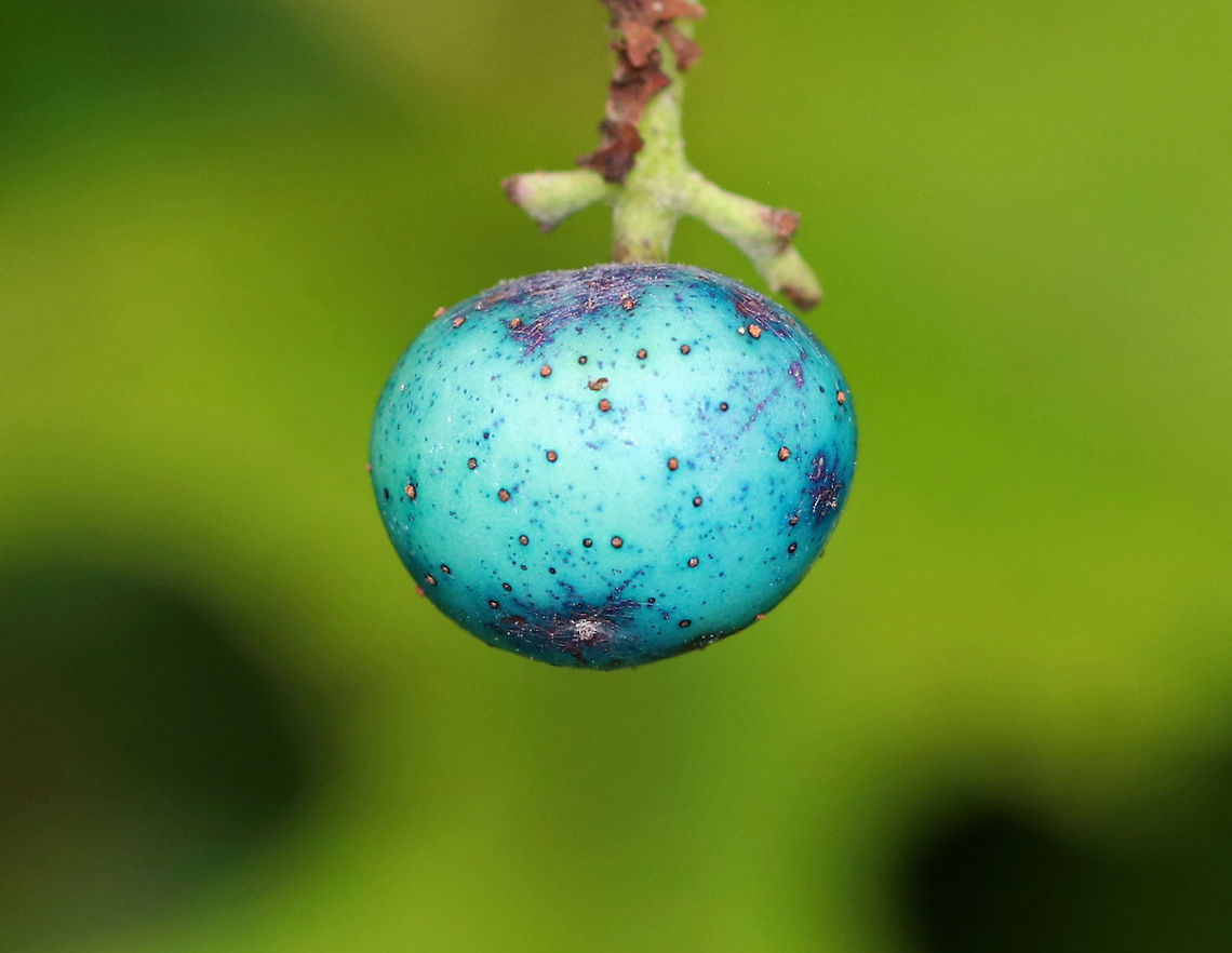 Porcelain Berry - Ampelopsis glandulosa var. brevipedunculata Highly invasive in the eastern United States. The berries are stunning colors due to an anthocyanidins-flavonols copigmentation phenomenon.<br />
<br />
Habitat: Meadow edge<br />
<figure class="photo"><a href="https://www.jungledragon.com/image/83907/porcelain_berry_-_ampelopsis_glandulosa_var._brevipedunculata.html" title="Porcelain Berry  - Ampelopsis glandulosa var. brevipedunculata"><img src="https://s3.amazonaws.com/media.jungledragon.com/images/3232/83907_thumb.jpg?AWSAccessKeyId=05GMT0V3GWVNE7GGM1R2&Expires=1767225610&Signature=m%2BVIe2e1Gk8WgzohjH2wrjhh5tk%3D" width="200" height="160" alt="Porcelain Berry  - Ampelopsis glandulosa var. brevipedunculata Highly invasive in the eastern United States. The berries are stunning colors due to an anthocyanidins-flavonols copigmentation phenomenon.<br />
<br />
Habitat: Meadow edge<br />
https://www.jungledragon.com/image/83910/porcelain_berry_-_ampelopsis_glandulosa_var._brevipedunculata.html<br />
https://www.jungledragon.com/image/83909/porcelain_berry_-_ampelopsis_glandulosa_var._brevipedunculata.html<br />
https://www.jungledragon.com/image/83908/porcelain_berry_-_ampelopsis_glandulosa_var._brevipedunculata.html Ampelopsis,Ampelopsis glandulosa,Ampelopsis glandulosa var. brevipedunculata,Amur peppervine,Geotagged,Summer,United States,creeper,porcelain berry,wild grape" /></a></figure><br />
<figure class="photo"><a href="https://www.jungledragon.com/image/83909/porcelain_berry_-_ampelopsis_glandulosa_var._brevipedunculata.html" title="Porcelain Berry - Ampelopsis glandulosa var. brevipedunculata"><img src="https://s3.amazonaws.com/media.jungledragon.com/images/3232/83909_thumb.jpg?AWSAccessKeyId=05GMT0V3GWVNE7GGM1R2&Expires=1767225610&Signature=DMWHlnDZGmwuaPKHXgfGDlyo9OM%3D" width="200" height="162" alt="Porcelain Berry - Ampelopsis glandulosa var. brevipedunculata Highly invasive in the eastern United States. The berries are stunning colors due to an anthocyanidins-flavonols copigmentation phenomenon.<br />
<br />
Habitat: Meadow edge<br />
https://www.jungledragon.com/image/83907/porcelain_berry_-_ampelopsis_glandulosa_var._brevipedunculata.html<br />
https://www.jungledragon.com/image/83910/porcelain_berry_-_ampelopsis_glandulosa_var._brevipedunculata.html<br />
https://www.jungledragon.com/image/83908/porcelain_berry_-_ampelopsis_glandulosa_var._brevipedunculata.html Ampelopsis glandulosa,Geotagged,Porcelain Berry,Summer,United States" /></a></figure><br />
<figure class="photo"><a href="https://www.jungledragon.com/image/83908/porcelain_berry_-_ampelopsis_glandulosa_var._brevipedunculata.html" title="Porcelain Berry - Ampelopsis glandulosa var. brevipedunculata"><img src="https://s3.amazonaws.com/media.jungledragon.com/images/3232/83908_thumb.jpg?AWSAccessKeyId=05GMT0V3GWVNE7GGM1R2&Expires=1767225610&Signature=t1xwHq0pRkjcJ5lmpugkET81mog%3D" width="200" height="154" alt="Porcelain Berry - Ampelopsis glandulosa var. brevipedunculata Highly invasive in the eastern United States. The berries are stunning colors due to an anthocyanidins-flavonols copigmentation phenomenon.<br />
<br />
Habitat: Meadow edge<br />
https://www.jungledragon.com/image/83907/porcelain_berry_-_ampelopsis_glandulosa_var._brevipedunculata.html<br />
https://www.jungledragon.com/image/83910/porcelain_berry_-_ampelopsis_glandulosa_var._brevipedunculata.html<br />
https://www.jungledragon.com/image/83909/porcelain_berry_-_ampelopsis_glandulosa_var._brevipedunculata.html Ampelopsis glandulosa,Geotagged,Porcelain Berry,Summer,United States" /></a></figure> Ampelopsis glandulosa,Geotagged,Porcelain Berry,Summer,United States
