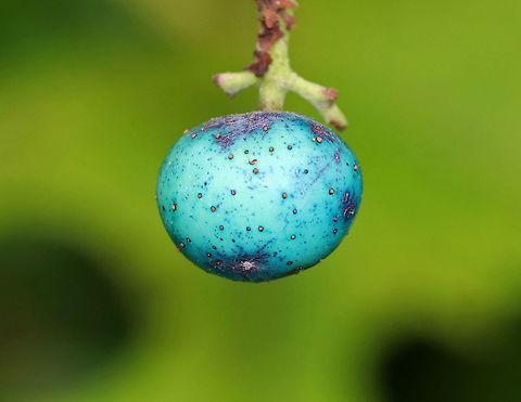 Porcelain Berry - Ampelopsis glandulosa var. brevipedunculata Highly invasive in the eastern United States. The berries are stunning colors due to an anthocyanidins-flavonols copigmentation phenomenon.
Habitat: Meadow edge
https://www.jungledragon.com/image/83907/porcelain_berry_-_ampelopsis_glandulosa_var._brevipedunculata.html
https://www.jungledragon.com/image/83909/porcelain_berry_-_ampelopsis_glandulosa_var._brevipedunculata.html
https://www.jungledragon.com/image/83908/porcelain_berry_-_ampelopsis_glandulosa_var._brevipedunculata.html Ampelopsis glandulosa,Geotagged,Porcelain Berry,Summer,United States