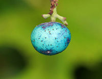 Porcelain Berry - Ampelopsis glandulosa var. brevipedunculata Highly invasive in the eastern United States. The berries are stunning colors due to an anthocyanidins-flavonols copigmentation phenomenon.<br />
<br />
Habitat: Meadow edge<br />
https://www.jungledragon.com/image/83907/porcelain_berry_-_ampelopsis_glandulosa_var._brevipedunculata.html<br />
https://www.jungledragon.com/image/83909/porcelain_berry_-_ampelopsis_glandulosa_var._brevipedunculata.html<br />
https://www.jungledragon.com/image/83908/porcelain_berry_-_ampelopsis_glandulosa_var._brevipedunculata.html Ampelopsis glandulosa,Geotagged,Porcelain Berry,Summer,United States
