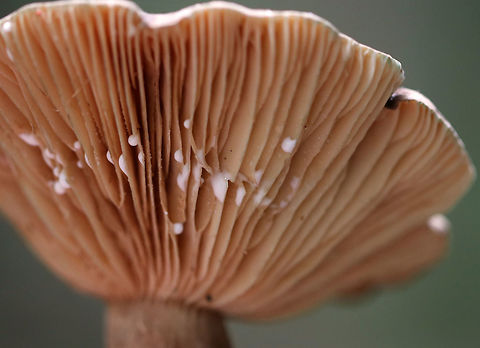 Lactarius lignyotus var. canadensis Brown cap, cream gills, and a brownish stipe with white basal mycelium. The gills leaked white milk. 

Habitat: Growing on the ground in a mixed, swampy forest with mostly pine, oak, and eastern hemlock. Geotagged,Lactarius lignyotus,Lactarius lignyotus var. canadensis,Summer,United States,lactarius