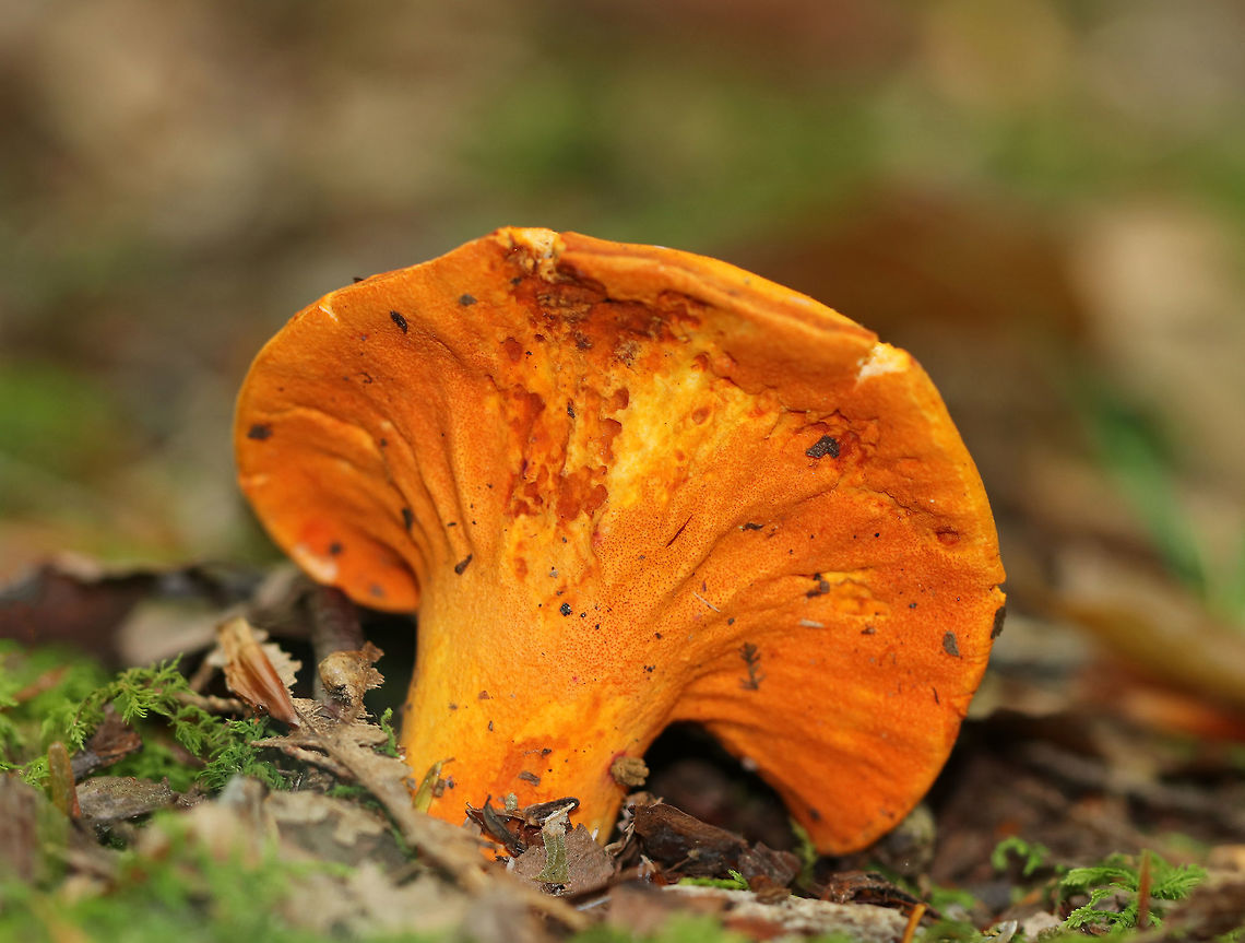 Lobster Mushroom - Hypomyces lactifluorum <br />
Habitat: Mixed forest Geotagged,Hypomyces lactifluorum,Lobster mushroom,Summer,United States
