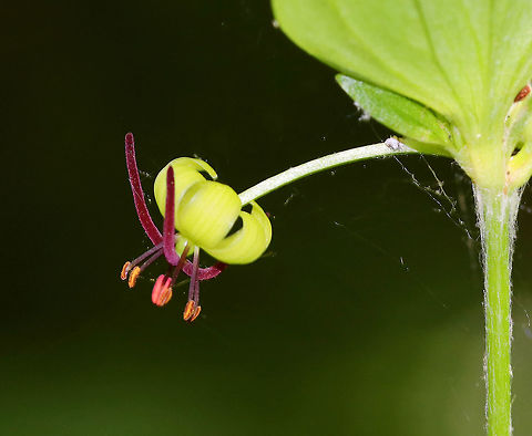Indian Cucumber-Root - Medeola virginiana The plants grow from an underground rhizome on a single stalk that is covered in a cotton-like fiber.The rhizomes have a sweet, cucumber taste.

Habitat: Mixed forest
https://www.jungledragon.com/image/83917/indian_cucumber-root_-_medeola_virginiana.html Geotagged,Indian cucumber-root,Medeola,Medeola virginiana,Spring,United States,cuke root