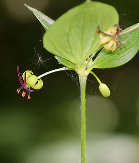 Indian Cucumber-Root - Medeola virginiana The plants grow from an underground rhizome on a single stalk that is covered in a cotton-like fiber.The rhizomes have a sweet, cucumber taste.

Habitat: Mixed forest
https://www.jungledragon.com/image/83916/indian_cucumber-root_-_medeola_virginiana.html Geotagged,Indian Cucumber-Root,Indian cucumber-root,Medeola virginiana,Spring,United States,medeola