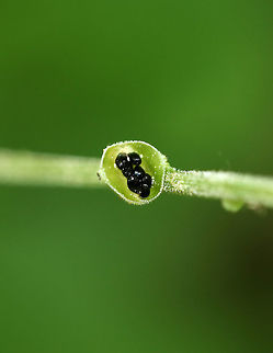 Bishop's Cap - Mitella diphylla After flowering, this plant produces black seeds (1.2–1.6 mm each) in tiny, shallow cups that run along the stem. The cups are formed from the sepals of the flowers. The seeds are spread when rain hits the cups and splashes the seeds out.

Habitat: Bog
https://www.jungledragon.com/image/83923/bishops_cap_-_mitella_diphylla.html Bishop's cap,Geotagged,Mitella,Mitella diphylla,Spring,United States,seeds