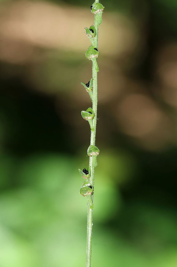 Bishop's Cap - Mitella diphylla After flowering, this plant produces black seeds (1.2&ndash;1.6 mm each) in tiny, shallow cups that run along the stem. The cups are formed from the sepals of the flowers. The seeds are spread when rain hits the cups and splashes the seeds out.<br />
<br />
Habitat: Bog<br />
<figure class="photo"><a href="https://www.jungledragon.com/image/83922/bishops_cap_-_mitella_diphylla.html" title="Bishop&#039;s Cap - Mitella diphylla"><img src="https://s3.amazonaws.com/media.jungledragon.com/images/3232/83922_thumb.jpg?AWSAccessKeyId=05GMT0V3GWVNE7GGM1R2&Expires=1767225610&Signature=DtlGvst7CSJNnVeSVDJxtqSzGUo%3D" width="118" height="152" alt="Bishop&#039;s Cap - Mitella diphylla After flowering, this plant produces black seeds (1.2&ndash;1.6 mm each) in tiny, shallow cups that run along the stem. The cups are formed from the sepals of the flowers. The seeds are spread when rain hits the cups and splashes the seeds out.<br />
<br />
Habitat: Bog<br />
https://www.jungledragon.com/image/83923/bishops_cap_-_mitella_diphylla.html Bishop&#039;s cap,Geotagged,Mitella,Mitella diphylla,Spring,United States,seeds" /></a></figure> Bishop's cap,Geotagged,Mitella diphylla,Spring,United States