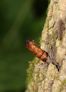 Moth Exuvia I think this is a moth exuvia. It was ~ 45 mm long.

Habitat: It was sticking out of a tree in a mostly coniferous bog.
https://www.jungledragon.com/image/83932/moth_exuvia.html Geotagged,Spring,United States,beetle exuvia,exuvia,moth,moth exuvia