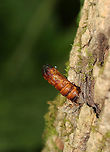 Moth Exuvia I think this is a moth exuvia. It was ~ 45 mm long.<br />
<br />
Habitat: It was sticking out of a tree in a mostly coniferous bog.<br />
https://www.jungledragon.com/image/83932/moth_exuvia.html Geotagged,Spring,United States,beetle exuvia,exuvia,moth,moth exuvia