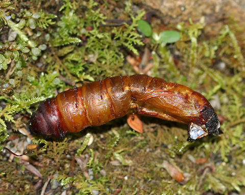 Moth Exuvia I think this is a moth exuvia. It was ~ 45 mm long.

Habitat:  It was sticking out of a tree in a mostly coniferous bog.
https://www.jungledragon.com/image/83931/moth_exuvia.html Geotagged,Spring,United States,exuvia