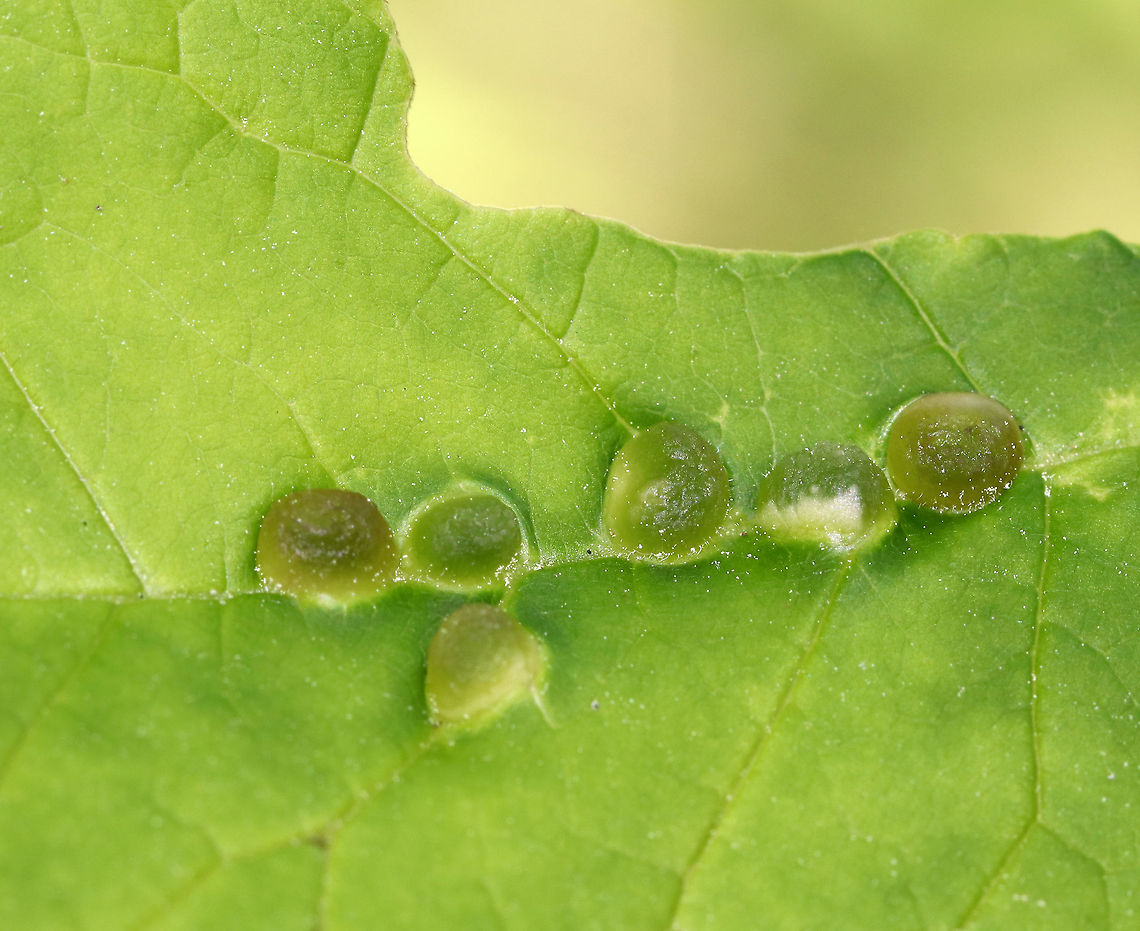Ash Bullet Gall  - Dasineura pellex Small green galls (~5 mm) on the upperside of Ash (Fraxinus sp.) leaflets along the veins. <br />
<br />
Habitat: Ash tree in a mixed forest Ash bullet gall midge,Dasineura,Dasineura pellex,Geotagged,Spring,United States,ash bullet gall,gall,midge gall