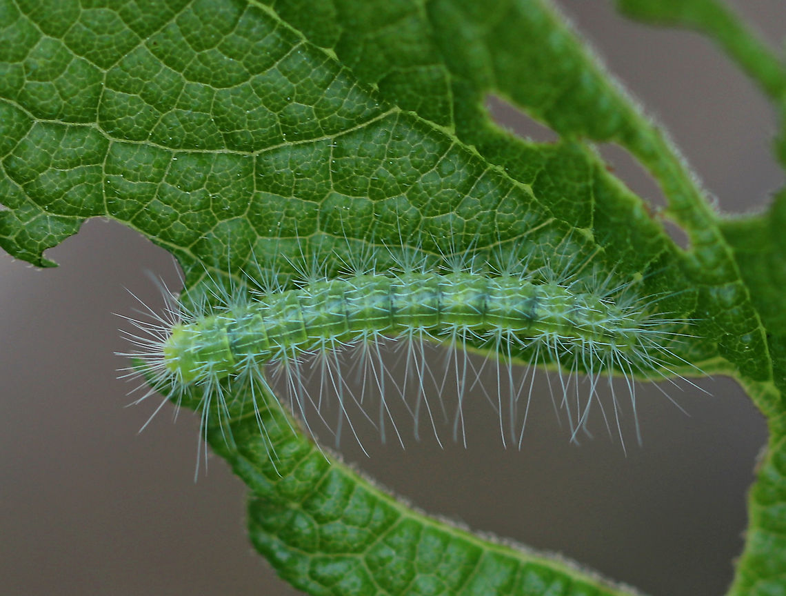 Unidentified Caterpillar I know I&#039;ve seen this species before, but can&#039;t remember the ID - if I ever knew it.<br />
<br />
Habitat: Rural garden Geotagged,Spring,United States,caterpillar