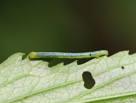 Unidentified Caterpillar - Subfamily Ennominae Habitat: Rudbeckia sp. in a rural garden Ennominae,Ennomine,Geotagged,Spring,United States,caterpillar