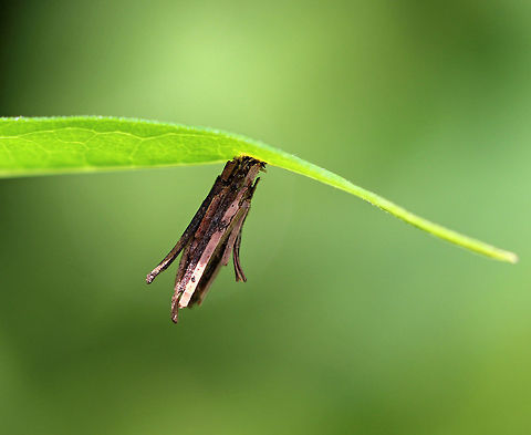 Common Bagworm Moth Case - Psyche casta Bagworms are not really worms, but are caterpillars - they are the immature stage of a moth. They're called "bagworms" because they construct bags/cases that are covered with pieces of twigs and/or leaves. The caterpillars feed by sticking their heads out of the top of the bag and chewing on nearby leaves or lichens. They live in these bags until they pupate (also inside the bag). Males emerge a little earlier than females, leaving their bag and flying off in search of a mate. Females emerge eyeless, wingless, and legless! So, she remains in her bag, but emits a pheromone to alert males of her presence. Males locate the females and mate. Once mated, a female lays eggs and dies, leaving a bag full of eggs that will hatch the following spring. 

Habitat: Deciduous forest Geotagged,Psyche,Psyche casta,Spring,United States,bagworm,bagworm case