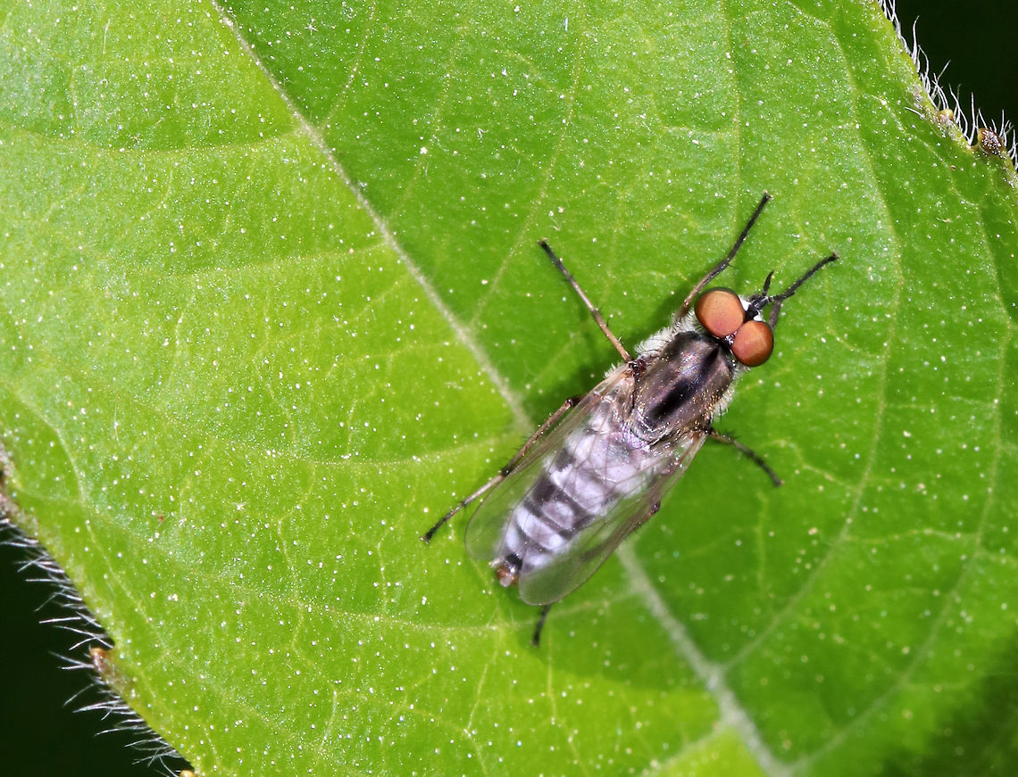 Stiletto Fly (Male) - Ozodiceromyia argentata Cute fly with large reddish brown eyes and a grayish abdomen. <br />
<br />
Habitat: Resting on pondside vegetation <br />
<br />
Species intro #1,000 Geotagged,Ozodiceromyia,Ozodiceromyia argentata,Spring,Therevidae,United States,diptera,fly,stiletto fly