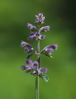 Catnip - Nepeta sp. It gets its common name from the effect it has on house cats...The nepetalactone contained in some Nepeta species causes a temporary euphoria in cats.

Habitat: Rural garden Geotagged,Nepeta,Spring,United States,catmint,catnip