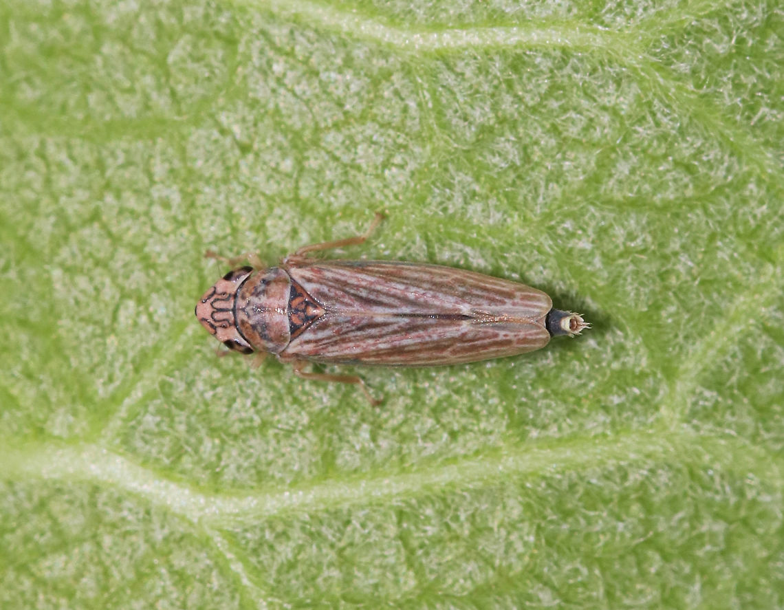 Neokolla hieroglyphica This leafhopper had a pink hue and an M-shaped mark between its eyes.<br />
<br />
Habitat: Rural garden Geotagged,Graphocephala gothica,Neokolla,Neokolla hieroglyphica,Sharpshooter,Spring,United States,leafhopper