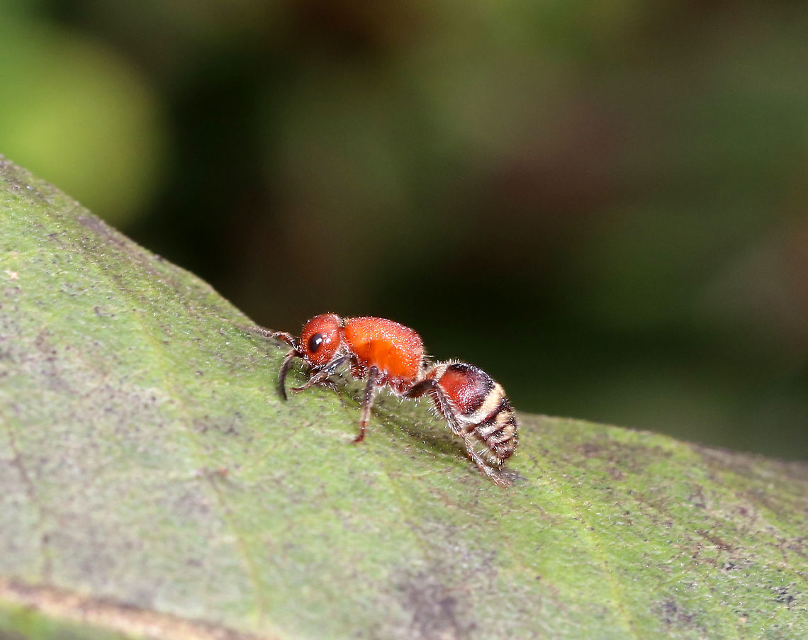 Wandering Velvet Ant - Timulla vagans I was so excited to see this! It was a first for me :)<br />
<br />
Habitat: On milkweed in a rural garden Geotagged,Summer,Timulla vagans,United States,Wandering Velvet Ant,timulla,velvet ant