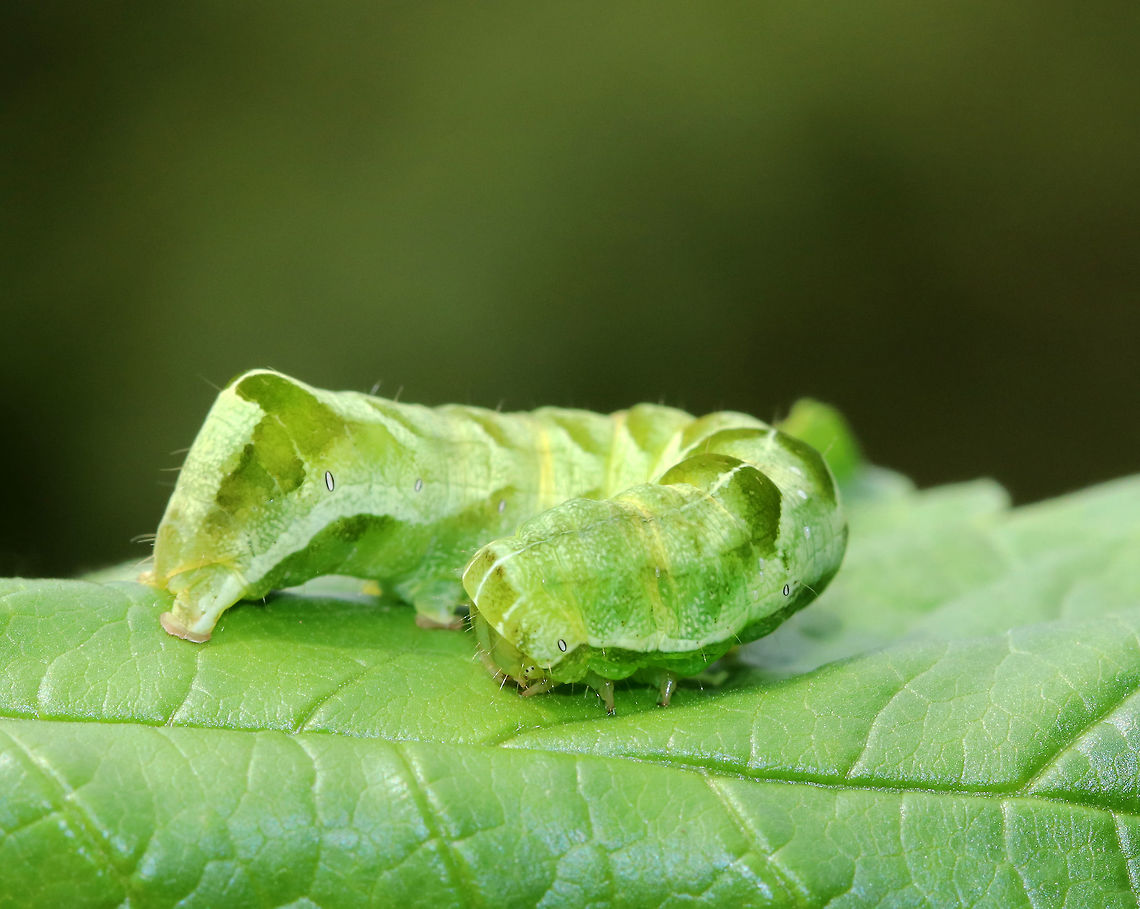 Hitched Arch Caterpillar - Melanchra adjuncta The caterpillars of this species have two forms: green or brown. Both forms have dark diagonal markings dorsally and ventrolaterally, in addition to a white dorsal line. The head has 3 white, dorsal lines. The 8th abdominal segment is humped.<br />
<br />
Habitat: Rural garden<br />
<figure class="photo"><a href="https://www.jungledragon.com/image/83961/hitched_arch_caterpillar_-_melanchra_adjuncta.html" title="Hitched Arch Caterpillar - Melanchra adjuncta"><img src="https://s3.amazonaws.com/media.jungledragon.com/images/3232/83961_thumb.jpg?AWSAccessKeyId=05GMT0V3GWVNE7GGM1R2&Expires=1769040010&Signature=RcIyhcu6YEm2%2BrFwZBOfKYLvqe0%3D" width="200" height="150" alt="Hitched Arch Caterpillar - Melanchra adjuncta The caterpillars of this species have two forms: green or brown. Both forms have dark diagonal markings dorsally and ventrolaterally, in addition to a white dorsal line. The head has 3 white, dorsal lines. The 8th abdominal segment is humped.<br />
<br />
Habitat: Rural garden<br />
https://www.jungledragon.com/image/83960/hitched_arch_caterpillar_-_melanchra_adjuncta.html Caterpillar,Geotagged,Hitched Arch,Melanchra adjuncta,Summer,United States" /></a></figure> Geotagged,Hitched Arch,Melanchra,Melanchra adjuncta,Summer,United States,caterpillar,hitched arch caterpillar