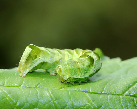 Hitched Arch Caterpillar - Melanchra adjuncta The caterpillars of this species have two forms: green or brown. Both forms have dark diagonal markings dorsally and ventrolaterally, in addition to a white dorsal line. The head has 3 white, dorsal lines. The 8th abdominal segment is humped.

Habitat: Rural garden
https://www.jungledragon.com/image/83961/hitched_arch_caterpillar_-_melanchra_adjuncta.html Geotagged,Hitched Arch,Melanchra,Melanchra adjuncta,Summer,United States,caterpillar,hitched arch caterpillar