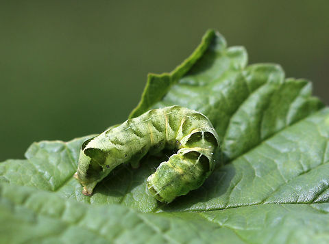 Hitched Arch Caterpillar - Melanchra adjuncta The caterpillars of this species have two forms: green or brown. Both forms have dark diagonal markings dorsally and ventrolaterally, in addition to a white dorsal line. The head has 3 white, dorsal lines. The 8th abdominal segment is humped.

Habitat: Rural garden
https://www.jungledragon.com/image/83960/hitched_arch_caterpillar_-_melanchra_adjuncta.html Caterpillar,Geotagged,Hitched Arch,Melanchra adjuncta,Summer,United States
