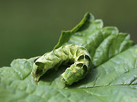 Hitched Arch Caterpillar - Melanchra adjuncta The caterpillars of this species have two forms: green or brown. Both forms have dark diagonal markings dorsally and ventrolaterally, in addition to a white dorsal line. The head has 3 white, dorsal lines. The 8th abdominal segment is humped.<br />
<br />
Habitat: Rural garden<br />
https://www.jungledragon.com/image/83960/hitched_arch_caterpillar_-_melanchra_adjuncta.html Caterpillar,Geotagged,Hitched Arch,Melanchra adjuncta,Summer,United States