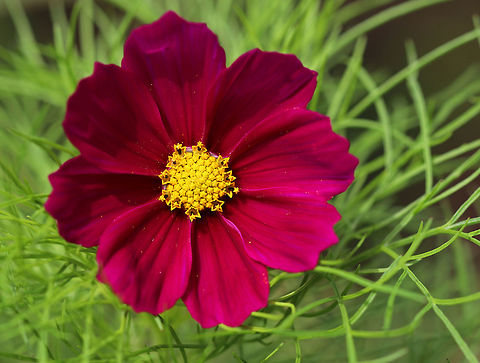 Garden Cosmos - Cosmos bipinnatus Habitat: Rural garden Cosmos bipinnatus,Garden Cosmos,Geotagged,Summer,United States,cosmos