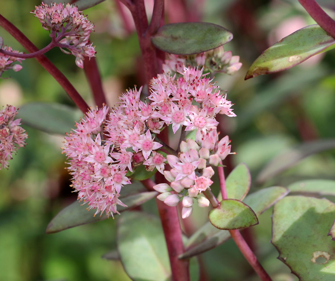 Live-forever - Hylotelephium telephioides I&#039;ve been admiring the succulent leaves on this plant and its companions all summer, waiting and wondering what the flowers would look like. They have finally bloomed and have attracted so many different hymenopterans, flies, and butterflies that it&#039;s overwhelming. <br />
<br />
Habitat: Rural garden<br />
<figure class="photo"><a href="https://www.jungledragon.com/image/83999/live-forever_-_hylotelephium_telephioides.html" title="Live-forever - Hylotelephium telephioides"><img src="https://s3.amazonaws.com/media.jungledragon.com/images/3232/83999_thumb.jpg?AWSAccessKeyId=05GMT0V3GWVNE7GGM1R2&Expires=1769040010&Signature=k8tOhEwG5V3SqFXslAd7ZvaeFSY%3D" width="108" height="152" alt="Live-forever - Hylotelephium telephioides I&#039;ve been admiring the succulent leaves on this plant and its companions all summer, waiting and wondering what the flowers would look like. They have finally bloomed and have attracted so many different hymenopterans, flies, and butterflies that it&#039;s overwhelming.<br />
<br />
Habitat: Rural garden<br />
https://www.jungledragon.com/image/83998/live-forever_-_hylotelephium_telephioides.html<br />
https://www.jungledragon.com/image/83997/live-forever_-_hylotelephium_telephioides.html Allegheny Stonecrop,Geotagged,Hylotelephium telephioides,Summer,United States" /></a></figure><br />
<figure class="photo"><a href="https://www.jungledragon.com/image/83998/live-forever_-_hylotelephium_telephioides.html" title="Live-forever - Hylotelephium telephioides"><img src="https://s3.amazonaws.com/media.jungledragon.com/images/3232/83998_thumb.jpg?AWSAccessKeyId=05GMT0V3GWVNE7GGM1R2&Expires=1769040010&Signature=0%2FUasRZZae%2BlPqdLkA3uMHXZ2cg%3D" width="126" height="152" alt="Live-forever - Hylotelephium telephioides I&#039;ve been admiring the succulent leaves on this plant and its companions all summer, waiting and wondering what the flowers would look like. They have finally bloomed and have attracted so many different hymenopterans, flies, and butterflies that it&#039;s overwhelming.<br />
<br />
Habitat: Rural garden<br />
https://www.jungledragon.com/image/83999/live-forever_-_hylotelephium_telephioides.html<br />
https://www.jungledragon.com/image/83997/live-forever_-_hylotelephium_telephioides.html Allegheny Stonecrop,Geotagged,Hylotelephium telephioides,Summer,United States" /></a></figure> Allegheny Stonecrop,Allegheny stonecrop,Geotagged,Hylotelephium,Hylotelephium telephioides,Summer,United States,live-forever,sedum