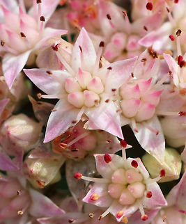 Live-forever - Hylotelephium telephioides I've been admiring the succulent leaves on this plant and its companions all summer, waiting and wondering what the flowers would look like. They have finally bloomed and have attracted so many different hymenopterans, flies, and butterflies that it's overwhelming.

Habitat: Rural garden
https://www.jungledragon.com/image/83999/live-forever_-_hylotelephium_telephioides.html
https://www.jungledragon.com/image/83997/live-forever_-_hylotelephium_telephioides.html Allegheny Stonecrop,Geotagged,Hylotelephium telephioides,Summer,United States
