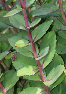Live-forever - Hylotelephium telephioides I've been admiring the succulent leaves on this plant and its companions all summer, waiting and wondering what the flowers would look like. They have finally bloomed and have attracted so many different hymenopterans, flies, and butterflies that it's overwhelming.

Habitat: Rural garden
https://www.jungledragon.com/image/83998/live-forever_-_hylotelephium_telephioides.html
https://www.jungledragon.com/image/83997/live-forever_-_hylotelephium_telephioides.html Allegheny Stonecrop,Geotagged,Hylotelephium telephioides,Summer,United States