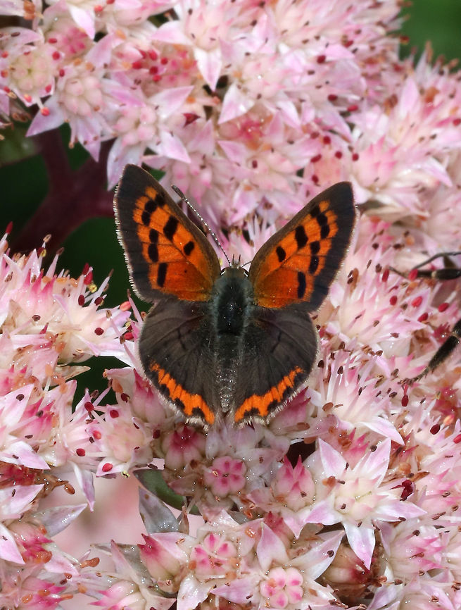 Small Copper - Lycaena phlaeas Note the legs of a bumblebee that was trying to photobomb. There were so many insects on these flowers, that it was a struggle to get a subject isolated.<br />
<br />
Habitat: Rural garden<br />
<figure class="photo"><a href="https://www.jungledragon.com/image/84004/small_copper_-_lycaena_phlaeas.html" title="Small Copper - Lycaena phlaeas"><img src="https://s3.amazonaws.com/media.jungledragon.com/images/3232/84004_thumb.jpg?AWSAccessKeyId=05GMT0V3GWVNE7GGM1R2&Expires=1759968010&Signature=eEJRZfkkz5JOfE%2BMJOwUew8xT20%3D" width="200" height="164" alt="Small Copper - Lycaena phlaeas Note the legs of a bumblebee that was trying to photobomb. There were so many insects on these flowers, that it was a struggle to get a subject isolated.<br />
<br />
Habitat: Rural garden<br />
https://www.jungledragon.com/image/84000/small_copper_-_lycaena_phlaeas.html Geotagged,Lycaena phlaeas,Small copper,Summer,United States" /></a></figure> Geotagged,Lycaena,Lycaena phlaeas,Small copper,Summer,United States,butterfly