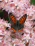 Small Copper - Lycaena phlaeas Note the legs of a bumblebee that was trying to photobomb. There were so many insects on these flowers, that it was a struggle to get a subject isolated.<br />
<br />
Habitat: Rural garden<br />
https://www.jungledragon.com/image/84004/small_copper_-_lycaena_phlaeas.html Geotagged,Lycaena,Lycaena phlaeas,Small copper,Summer,United States,butterfly