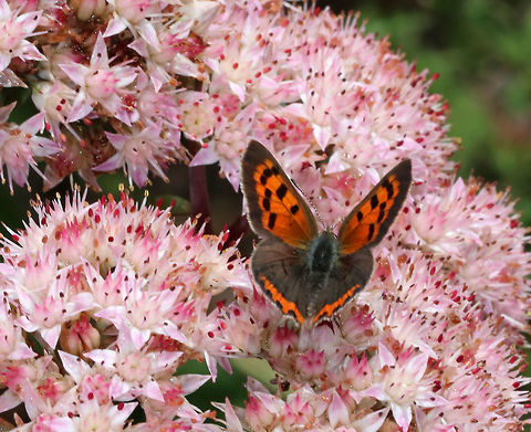 Small Copper - Lycaena phlaeas Note the legs of a bumblebee that was trying to photobomb. There were so many insects on these flowers, that it was a struggle to get a subject isolated.

Habitat: Rural garden
https://www.jungledragon.com/image/84000/small_copper_-_lycaena_phlaeas.html Geotagged,Lycaena phlaeas,Small copper,Summer,United States
