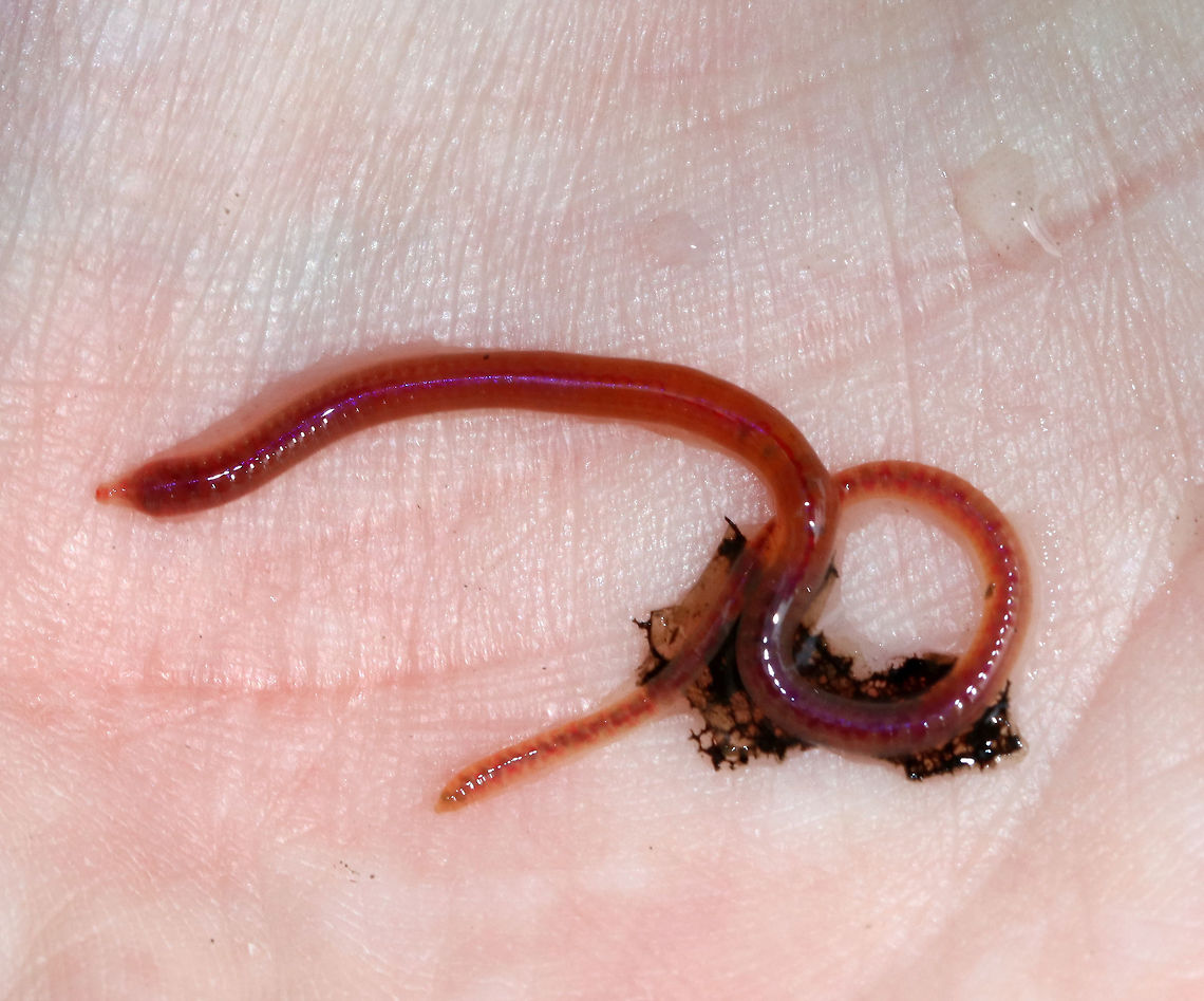 Aquatic Worm - Oligochaeta I have no idea what this is. It was a nice red color with a pinkish purple stripe down the dorsal surface of its body.  It felt totally disgusting on my skin.<br />
<br />
Habitat: Found by my son along the edge of a small woodland pond.  Geotagged,Oligochaeta,Summer,United States,aquatic worm,red worm,worm