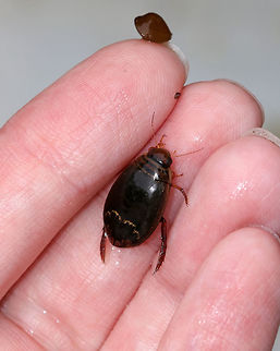 Predaceous Diving Beetle - Acilius mediatus TL: ~11 mm. Shiny, brown beetle with a wavy band behind the middle of the elytra. Reddish brown head and 2 black bars on pronotum.

Habitat: Small woodland pool 

*The thing on the tip of my finger is a tiny mussel
https://www.jungledragon.com/image/84008/predaceous_diving_beetle_-_acilius_mediatus.html Acilius mediatus,Geotagged,Predaceous Diving Beetle,Summer,United States,beetle,diving beetle,dytiscidae. acilius