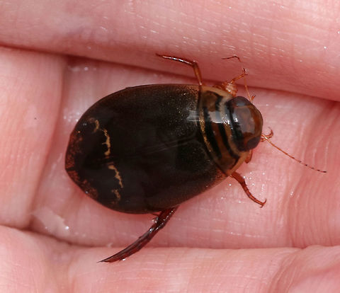 Predaceous Diving Beetle - Acilius mediatus TL: ~11 mm. Shiny, brown beetle with a wavy band behind the middle of the elytra. Reddish brown head and 2 black bars on pronotum.

Habitat: Small woodland pool
https://www.jungledragon.com/image/84006/predaceous_diving_beetle_-_acilius_mediatus.html Acilius mediatus,Geotagged,Summer,United States