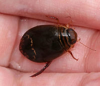 Predaceous Diving Beetle - Acilius mediatus TL: ~11 mm. Shiny, brown beetle with a wavy band behind the middle of the elytra. Reddish brown head and 2 black bars on pronotum.<br />
<br />
Habitat: Small woodland pool<br />
https://www.jungledragon.com/image/84006/predaceous_diving_beetle_-_acilius_mediatus.html Acilius mediatus,Geotagged,Summer,United States