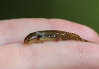 Salamander Larva - Notophthalmus viridescens Habitat: Pond<br />
https://www.jungledragon.com/image/84012/eastern_newt_adult_-_notophthalmus_viridescens.html Eastern newt,Geotagged,Notophthalmus viridescens,Summer,United States,newt,salamander