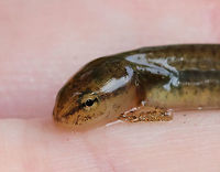 Salamander Larva - Notophthalmus viridescens Habitat: Pond<br />
https://www.jungledragon.com/image/84011/eastern_newt_adult_-_notophthalmus_viridescens.html Eastern newt,Geotagged,Notophthalmus viridescens,Summer,United States