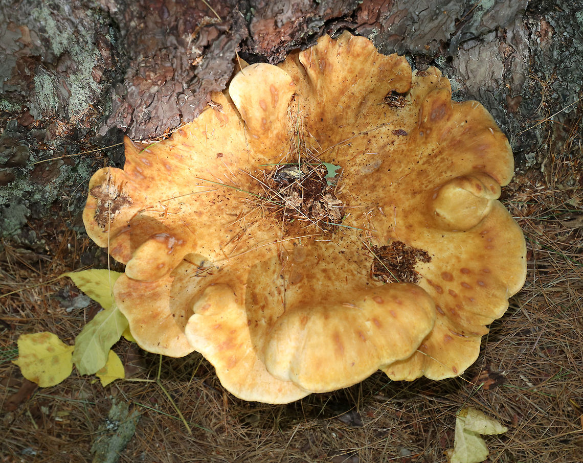 Tapinella atrotomentosa Cap: ~30 cm diameter: depressed center and scalloped edges<br />
<br />
Gills: Decurrent; Close with short gills; tan<br />
<br />
Stem: Velvety brown<br />
<br />
Habitat: Growing on a conifer snag<br />
<figure class="photo"><a href="https://www.jungledragon.com/image/84099/tapinella_atrotomentosa.html" title="Tapinella atrotomentosa"><img src="https://s3.amazonaws.com/media.jungledragon.com/images/3232/84099_thumb.jpg?AWSAccessKeyId=05GMT0V3GWVNE7GGM1R2&Expires=1767225610&Signature=W%2FKoa%2FMOoMQeXUfC9jE5L%2FoDi6E%3D" width="200" height="160" alt="Tapinella atrotomentosa Cap: ~30 cm diameter: depressed center and scalloped edges<br />
<br />
Gills: Decurrent; Close with short gills; tan<br />
<br />
Stem: Velvety brown<br />
<br />
Habitat: Growing on a conifer snag<br />
https://www.jungledragon.com/image/84098/tapinella_atrotomentosa.html Geotagged,Summer,Tapinella atrotomentosa,United States,Velvet roll-rim" /></a></figure> Geotagged,Summer,Tapinella,Tapinella atrotomentosa,United States,Velvet roll-rim,fungus,mushroom