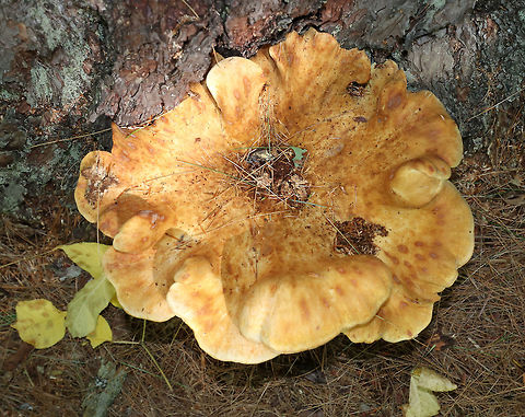 Tapinella atrotomentosa Cap: ~30 cm diameter: depressed center and scalloped edges

Gills: Decurrent; Close with short gills; tan

Stem: Velvety brown

Habitat: Growing on a conifer snag
https://www.jungledragon.com/image/84099/tapinella_atrotomentosa.html Geotagged,Summer,Tapinella,Tapinella atrotomentosa,United States,Velvet roll-rim,fungus,mushroom