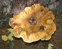 Tapinella atrotomentosa Cap: ~30 cm diameter: depressed center and scalloped edges<br />
<br />
Gills: Decurrent; Close with short gills; tan<br />
<br />
Stem: Velvety brown<br />
<br />
Habitat: Growing on a conifer snag<br />
https://www.jungledragon.com/image/84099/tapinella_atrotomentosa.html Geotagged,Summer,Tapinella,Tapinella atrotomentosa,United States,Velvet roll-rim,fungus,mushroom