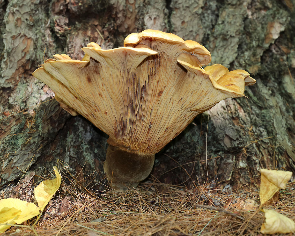 Tapinella atrotomentosa Cap: ~30 cm diameter: depressed center and scalloped edges<br />
<br />
Gills: Decurrent; Close with short gills; tan<br />
<br />
Stem: Velvety brown<br />
<br />
Habitat: Growing on a conifer snag<br />
<figure class="photo"><a href="https://www.jungledragon.com/image/84098/tapinella_atrotomentosa.html" title="Tapinella atrotomentosa"><img src="https://s3.amazonaws.com/media.jungledragon.com/images/3232/84098_thumb.jpg?AWSAccessKeyId=05GMT0V3GWVNE7GGM1R2&Expires=1759968010&Signature=cntoLjXpfYgMu1b534bvJ%2B2iVNU%3D" width="200" height="160" alt="Tapinella atrotomentosa Cap: ~30 cm diameter: depressed center and scalloped edges<br />
<br />
Gills: Decurrent; Close with short gills; tan<br />
<br />
Stem: Velvety brown<br />
<br />
Habitat: Growing on a conifer snag<br />
https://www.jungledragon.com/image/84099/tapinella_atrotomentosa.html Geotagged,Summer,Tapinella,Tapinella atrotomentosa,United States,Velvet roll-rim,fungus,mushroom" /></a></figure> Geotagged,Summer,Tapinella atrotomentosa,United States,Velvet roll-rim