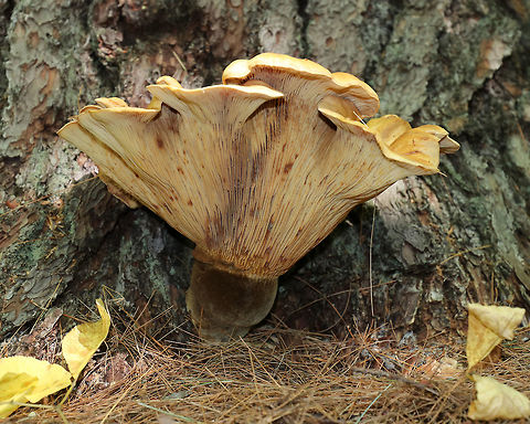 Tapinella atrotomentosa Cap: ~30 cm diameter: depressed center and scalloped edges

Gills: Decurrent; Close with short gills; tan

Stem: Velvety brown

Habitat: Growing on a conifer snag
https://www.jungledragon.com/image/84098/tapinella_atrotomentosa.html Geotagged,Summer,Tapinella atrotomentosa,United States,Velvet roll-rim