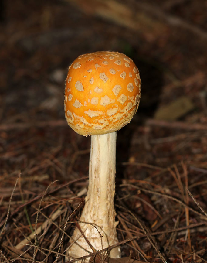 American Yellow Fly Agaric - Amanita muscaria var. guessowii Cap: convex; yellow-orange; tacky; covered in whitish universal veil warts<br />
<br />
Gills: white; crowded<br />
<br />
Stipe: white; shaggy; basal bulb with scaly rings of volval material<br />
<br />
Habitat: mixed forest with white pine and oak Amanita muscaria var. guessowii,American Eastern Yellow Fly Agaric,Geotagged,Summer,United States