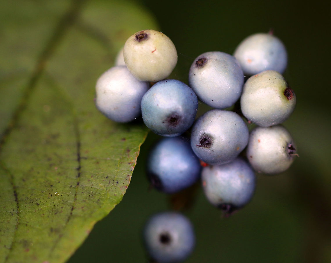 Silky Dogwood - Cornus amomum Native to eastern North America. <br />
<br />
Habitat: Edge of a coniferous forest<br />
<figure class="photo"><a href="https://www.jungledragon.com/image/84107/silky_dogwood_-_cornus_amomum.html" title="Silky Dogwood - Cornus amomum"><img src="https://s3.amazonaws.com/media.jungledragon.com/images/3232/84107_thumb.jpg?AWSAccessKeyId=05GMT0V3GWVNE7GGM1R2&Expires=1767225610&Signature=kbMI1k9w%2ByAQ59SaseTZKGAINSU%3D" width="200" height="174" alt="Silky Dogwood - Cornus amomum Native to eastern North America.<br />
<br />
Habitat: Edge of a coniferous forest<br />
https://www.jungledragon.com/image/84106/silky_dogwood_-_cornus_amomum.html<br />
https://www.jungledragon.com/image/84108/silky_dogwood_-_cornus_amomum.html Cornus amomum,Geotagged,Silky Dogwood,Summer,United States" /></a></figure><br />
<figure class="photo"><a href="https://www.jungledragon.com/image/84108/silky_dogwood_-_cornus_amomum.html" title="Silky Dogwood - Cornus amomum"><img src="https://s3.amazonaws.com/media.jungledragon.com/images/3232/84108_thumb.jpg?AWSAccessKeyId=05GMT0V3GWVNE7GGM1R2&Expires=1767225610&Signature=s9U7AXPAyJQJ9Rx1wCAx6zPketU%3D" width="200" height="156" alt="Silky Dogwood - Cornus amomum Native to eastern North America.<br />
<br />
Habitat: Edge of a coniferous forest<br />
https://www.jungledragon.com/image/84106/silky_dogwood_-_cornus_amomum.html<br />
https://www.jungledragon.com/image/84107/silky_dogwood_-_cornus_amomum.html Cornus amomum,Geotagged,Silky Dogwood,Summer,United States" /></a></figure> Cornus amomum,Geotagged,Summer,United States,cornus,dogwood,kinnikinnik,red willow,silky cornel,silky dogwood,squawbush
