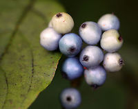 Silky Dogwood - Cornus amomum Native to eastern North America. <br />
<br />
Habitat: Edge of a coniferous forest<br />
https://www.jungledragon.com/image/84107/silky_dogwood_-_cornus_amomum.html<br />
https://www.jungledragon.com/image/84108/silky_dogwood_-_cornus_amomum.html Cornus amomum,Geotagged,Summer,United States,cornus,dogwood,kinnikinnik,red willow,silky cornel,silky dogwood,squawbush