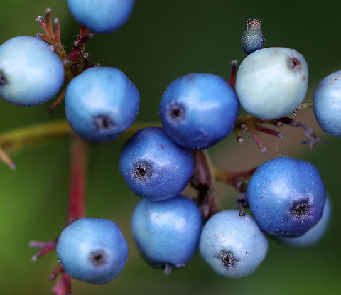 Silky Dogwood - Cornus amomum Native to eastern North America.

Habitat: Edge of a coniferous forest
https://www.jungledragon.com/image/84106/silky_dogwood_-_cornus_amomum.html
https://www.jungledragon.com/image/84108/silky_dogwood_-_cornus_amomum.html Cornus amomum,Geotagged,Silky Dogwood,Summer,United States