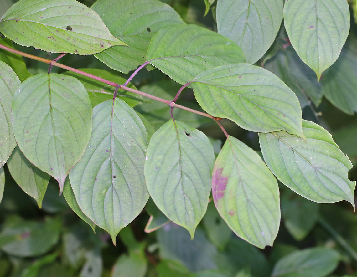 Silky Dogwood - Cornus amomum Native to eastern North America.<br />
<br />
Habitat: Edge of a coniferous forest<br />
<figure class="photo"><a href="https://www.jungledragon.com/image/84106/silky_dogwood_-_cornus_amomum.html" title="Silky Dogwood - Cornus amomum"><img src="https://s3.amazonaws.com/media.jungledragon.com/images/3232/84106_thumb.jpg?AWSAccessKeyId=05GMT0V3GWVNE7GGM1R2&Expires=1770854410&Signature=q2lJmYGkt7i2juoRMhNfD4BQ6AI%3D" width="200" height="160" alt="Silky Dogwood - Cornus amomum Native to eastern North America. <br />
<br />
Habitat: Edge of a coniferous forest<br />
https://www.jungledragon.com/image/84107/silky_dogwood_-_cornus_amomum.html<br />
https://www.jungledragon.com/image/84108/silky_dogwood_-_cornus_amomum.html Cornus amomum,Geotagged,Summer,United States,cornus,dogwood,kinnikinnik,red willow,silky cornel,silky dogwood,squawbush" /></a></figure><br />
<figure class="photo"><a href="https://www.jungledragon.com/image/84107/silky_dogwood_-_cornus_amomum.html" title="Silky Dogwood - Cornus amomum"><img src="https://s3.amazonaws.com/media.jungledragon.com/images/3232/84107_thumb.jpg?AWSAccessKeyId=05GMT0V3GWVNE7GGM1R2&Expires=1770854410&Signature=vEKkUTIQHB9detWvrSS9S4pUc6Y%3D" width="200" height="174" alt="Silky Dogwood - Cornus amomum Native to eastern North America.<br />
<br />
Habitat: Edge of a coniferous forest<br />
https://www.jungledragon.com/image/84106/silky_dogwood_-_cornus_amomum.html<br />
https://www.jungledragon.com/image/84108/silky_dogwood_-_cornus_amomum.html Cornus amomum,Geotagged,Silky Dogwood,Summer,United States" /></a></figure> Cornus amomum,Geotagged,Silky Dogwood,Summer,United States