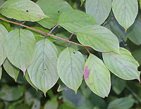Silky Dogwood - Cornus amomum Native to eastern North America.<br />
<br />
Habitat: Edge of a coniferous forest<br />
https://www.jungledragon.com/image/84106/silky_dogwood_-_cornus_amomum.html<br />
https://www.jungledragon.com/image/84107/silky_dogwood_-_cornus_amomum.html Cornus amomum,Geotagged,Silky Dogwood,Summer,United States